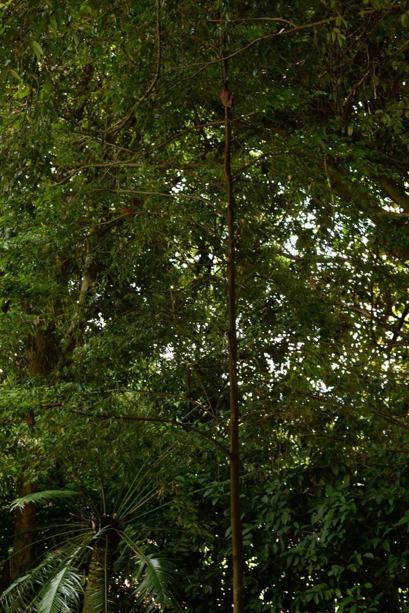 Hopea kerangasensis photo 3