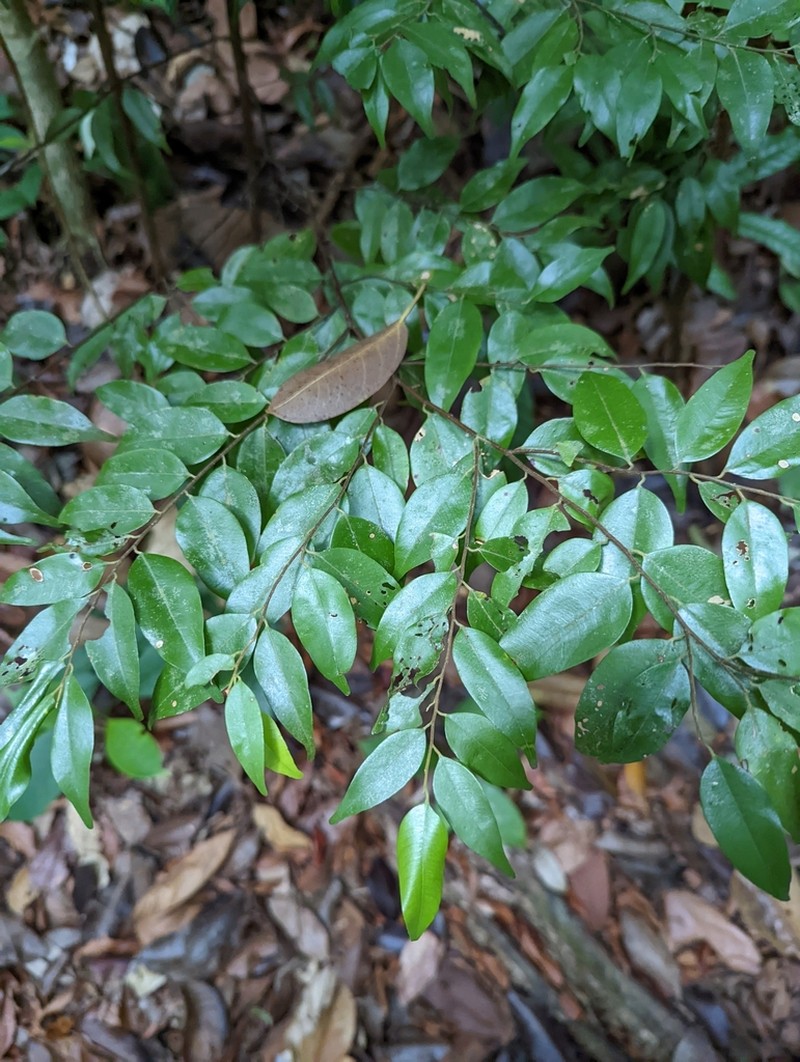 Hopea kerangasensis photo 4