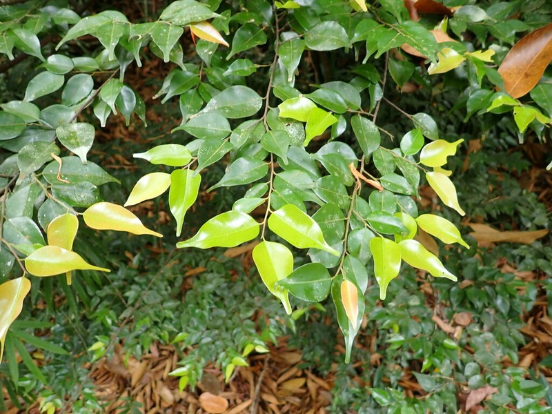 Hopea kerangasensis photo 5