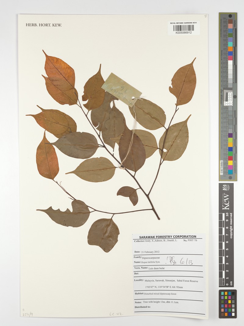 Hopea latifolia