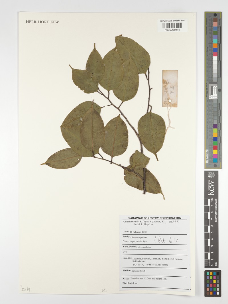 Hopea latifolia photo 2