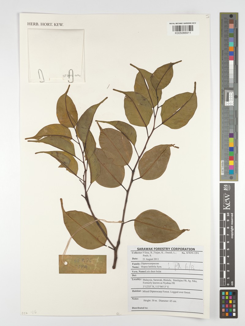 Hopea latifolia photo 3