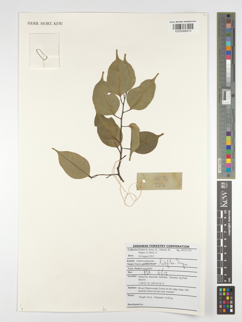 Hopea latifolia photo 4