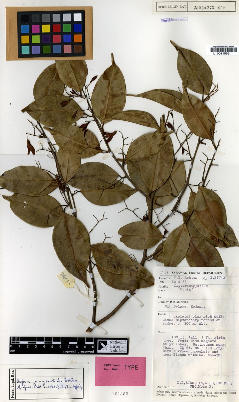 Hopea longirostrata