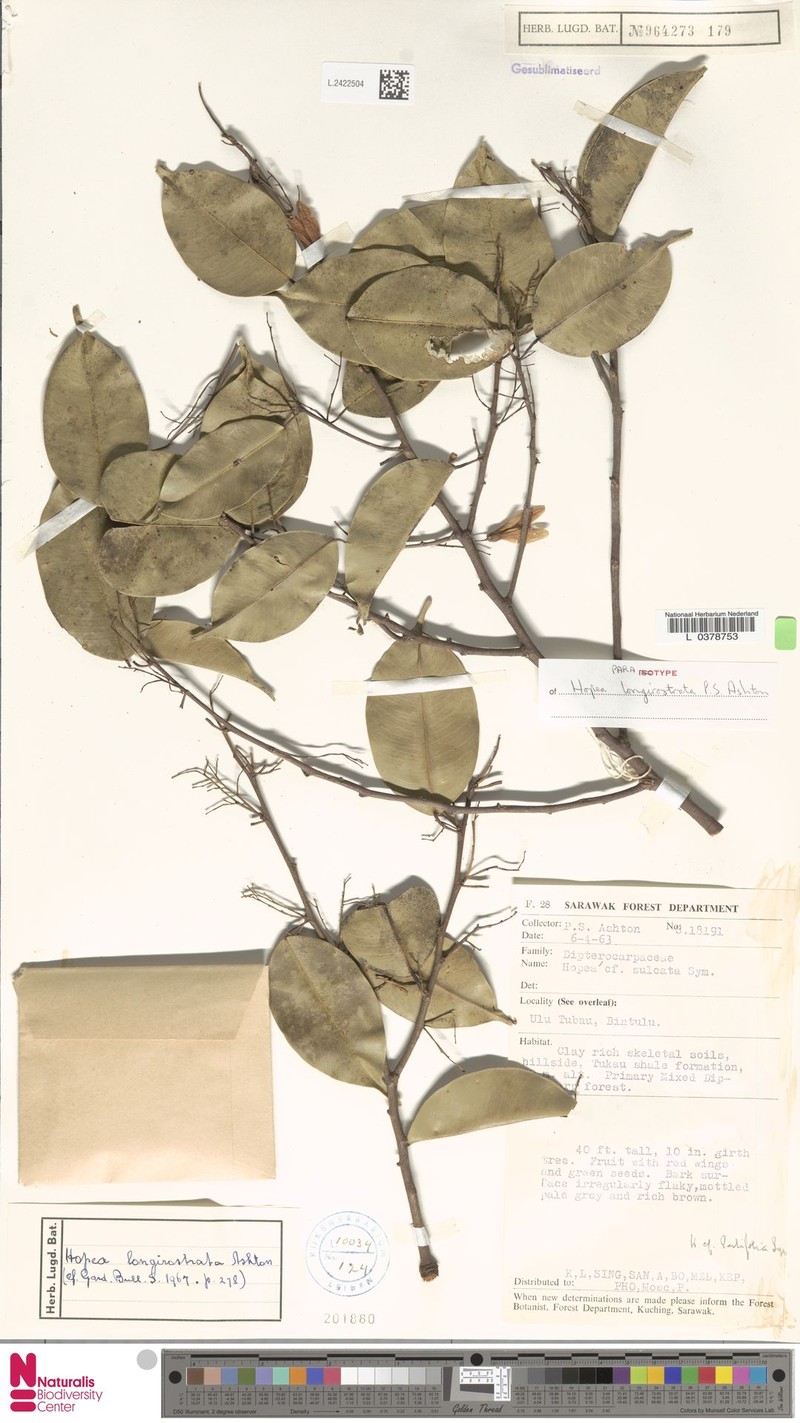 Hopea longirostrata photo 2