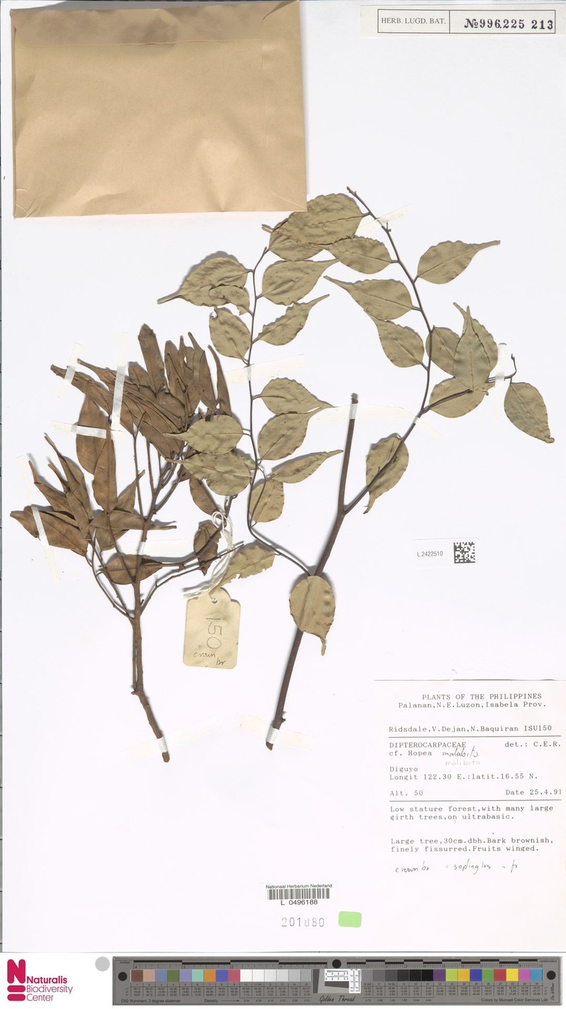 Hopea malibato