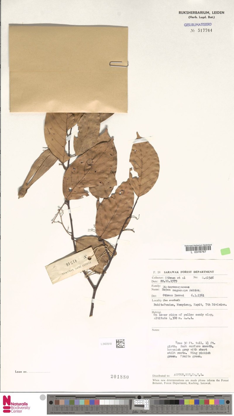 Hopea megacarpa