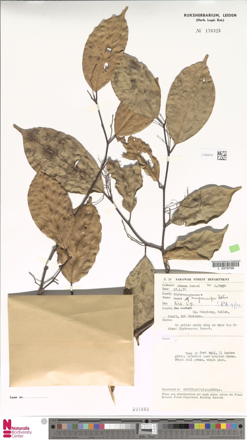 Hopea megacarpa photo 2