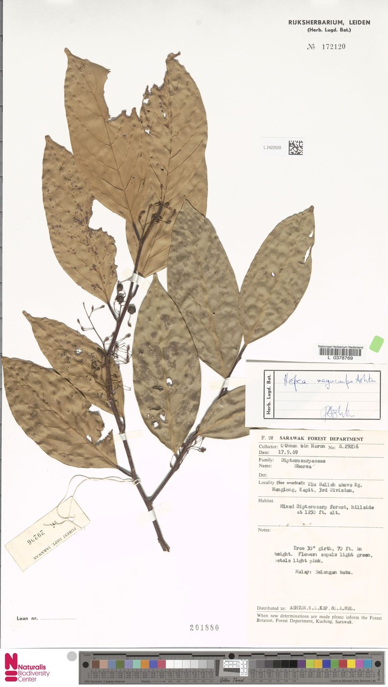 Hopea megacarpa photo 3