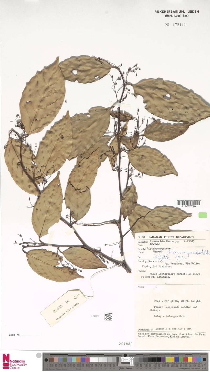 Hopea megacarpa photo 4