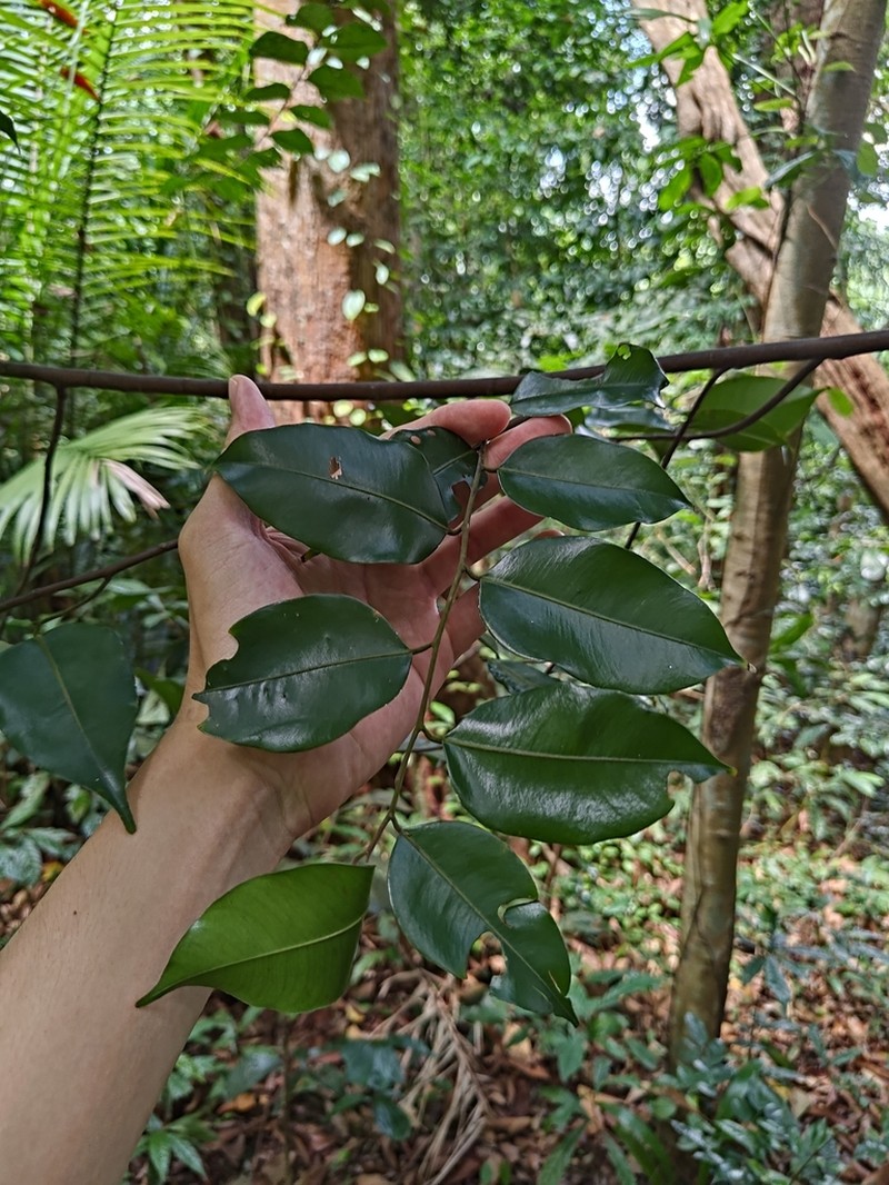 Hopea mengarawan photo 3