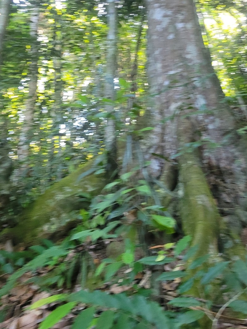 Hopea mengarawan photo 7