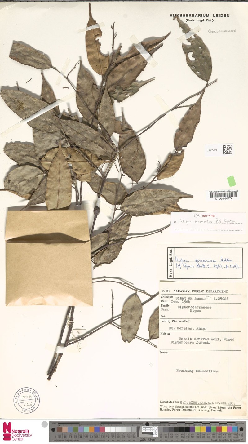 Hopea mesuoides