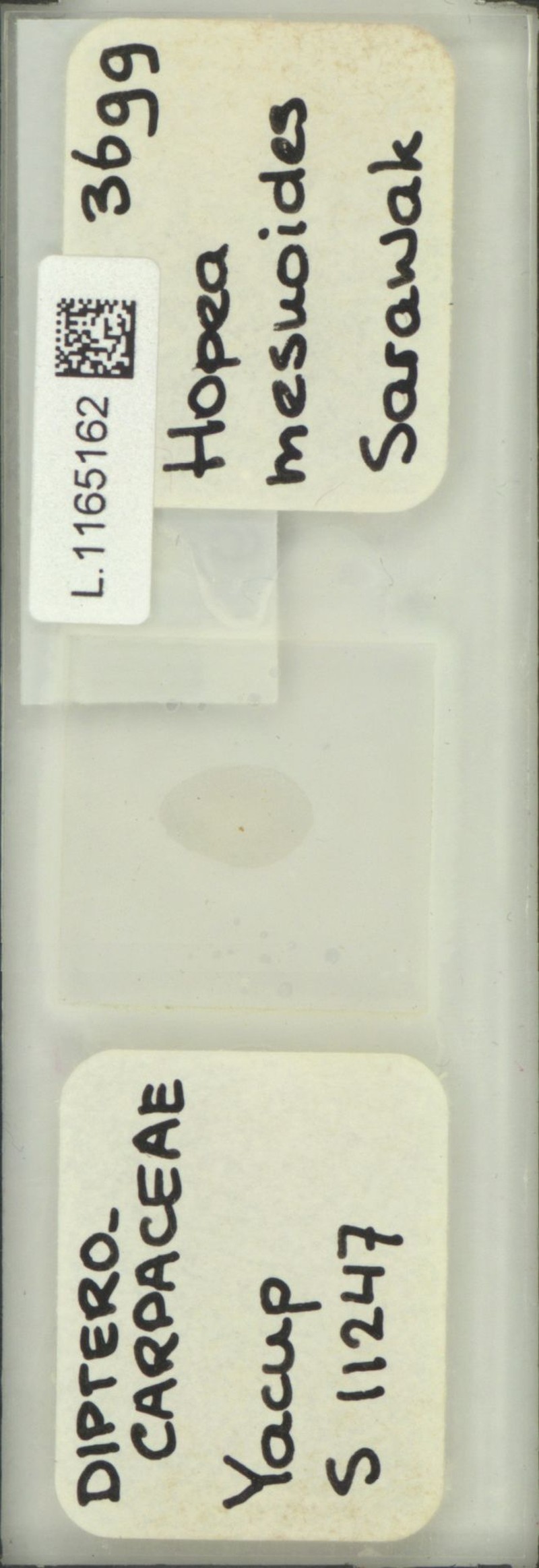 Hopea mesuoides photo 2