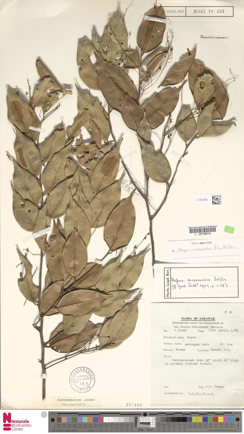 Hopea mesuoides photo 3