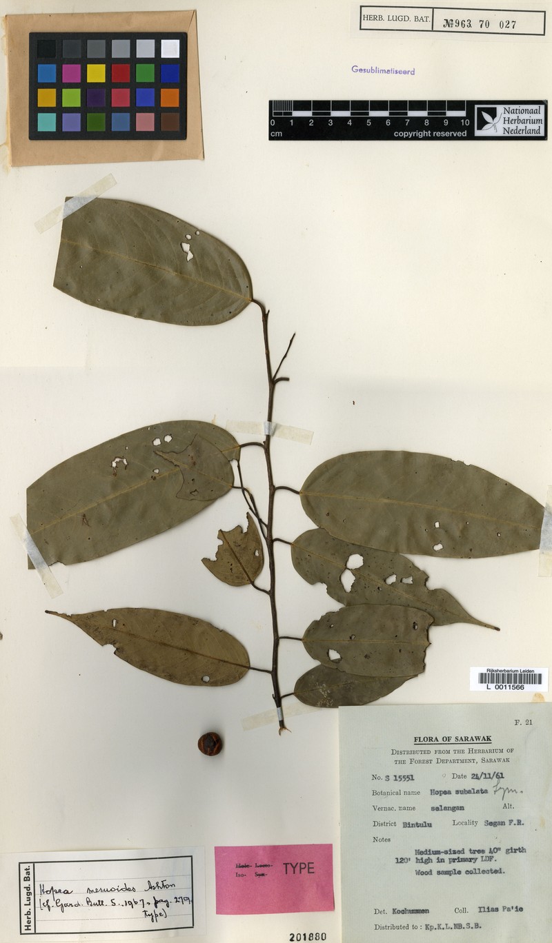 Hopea mesuoides photo 4