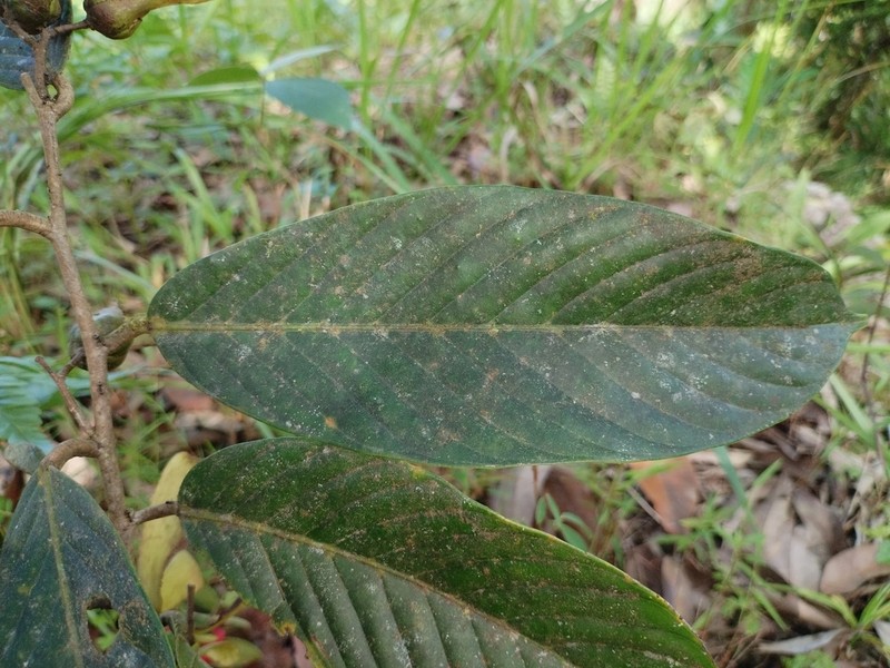 Hopea mindanensis