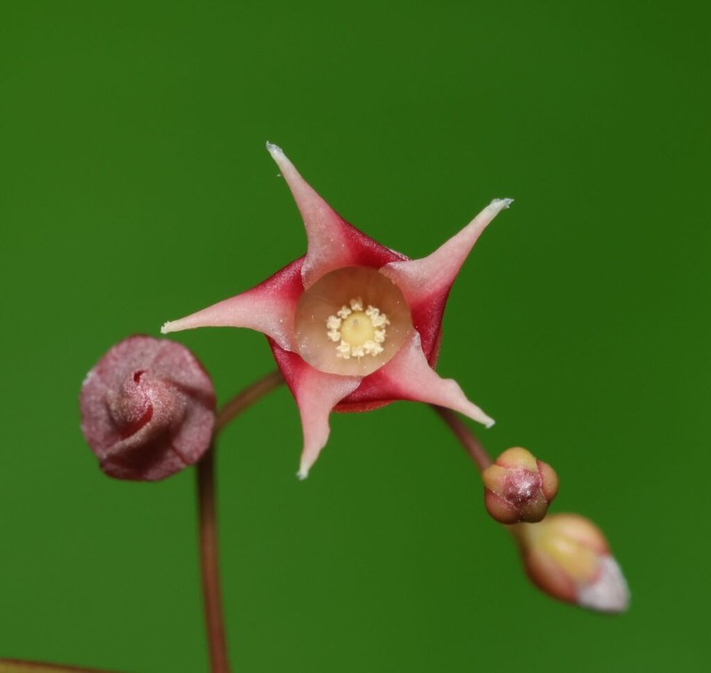 Hopea modesta