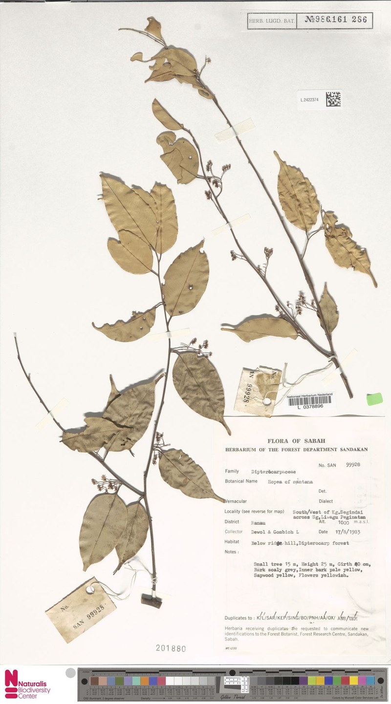 Hopea montana