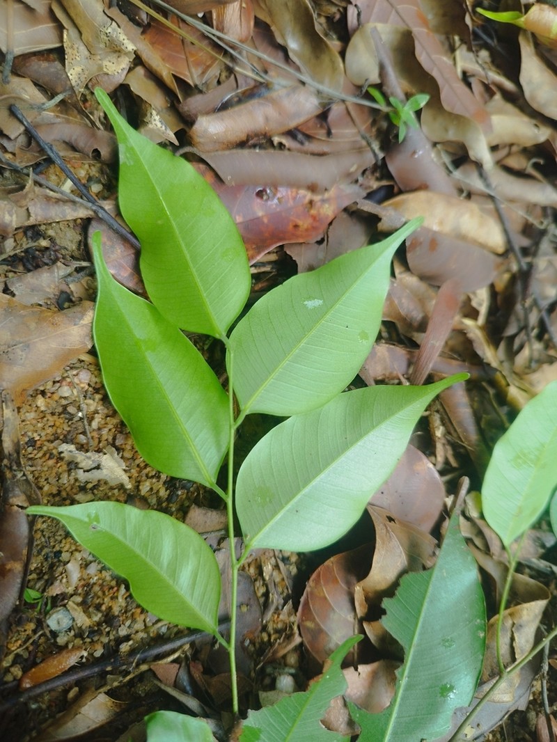 Hopea myrtifolia