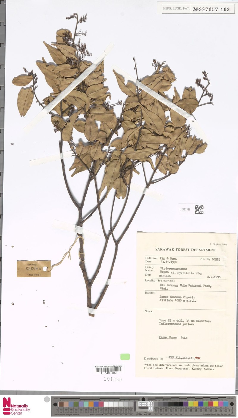 Hopea myrtifolia photo 2