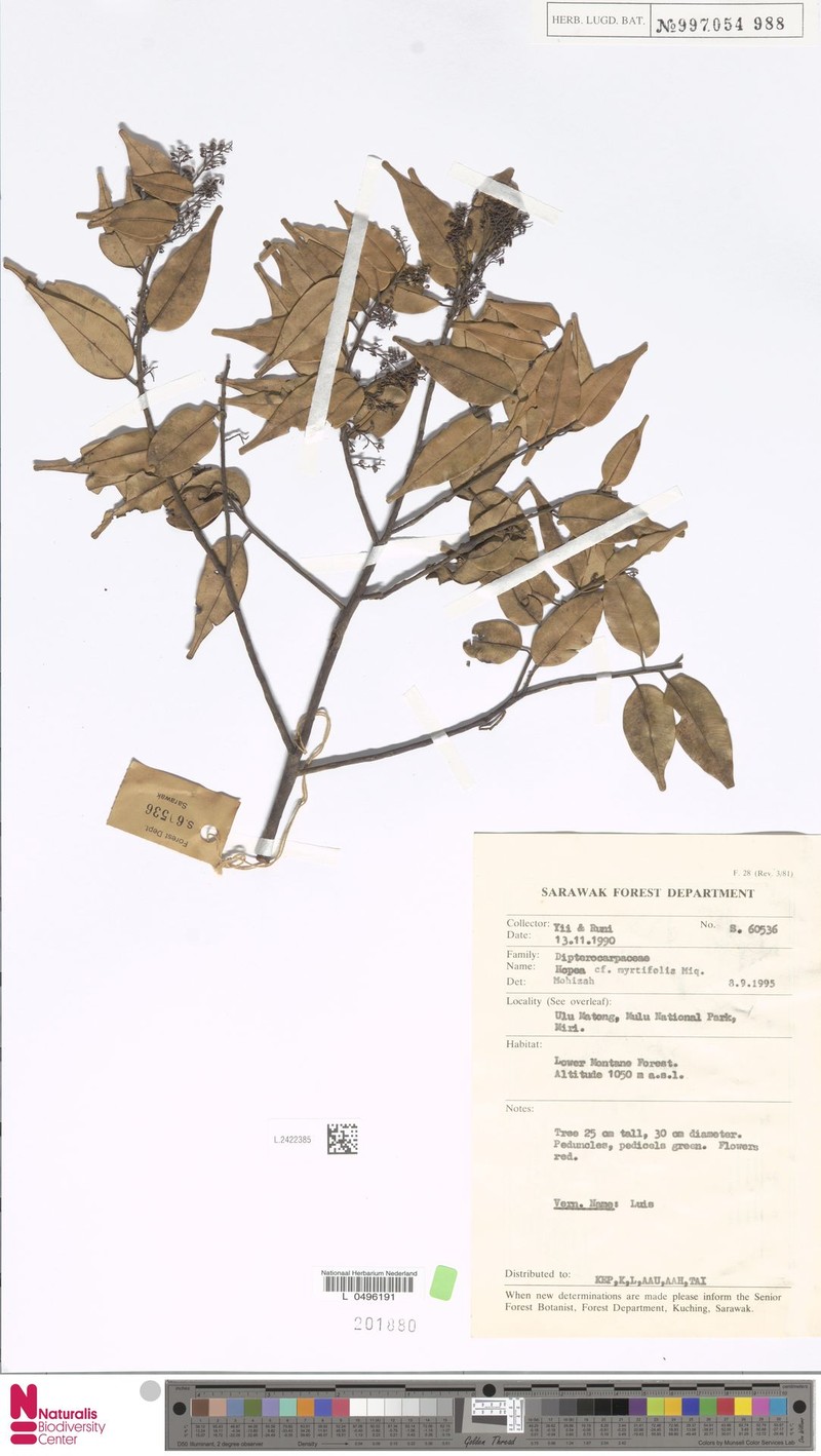 Hopea myrtifolia photo 3