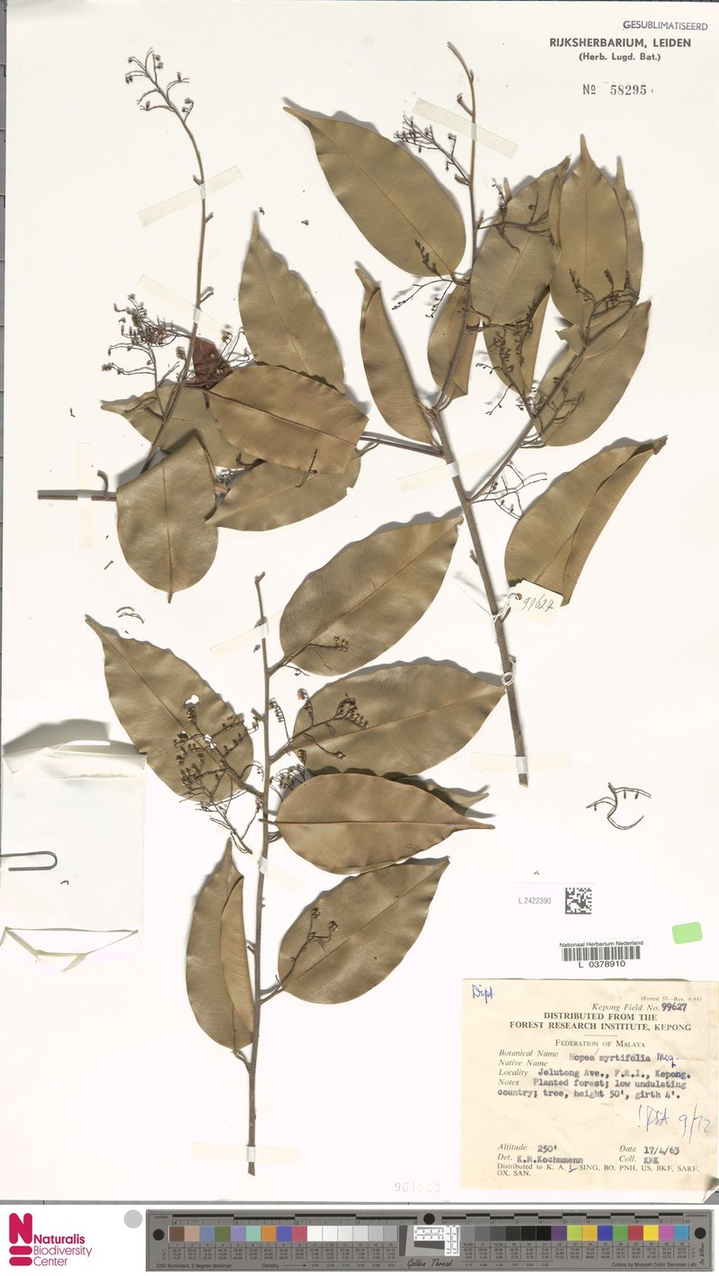 Hopea myrtifolia photo 4