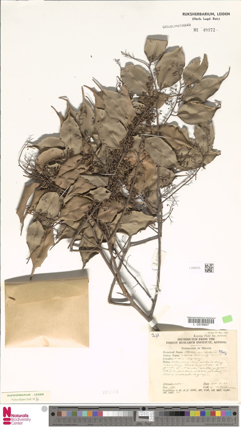 Hopea myrtifolia photo 5