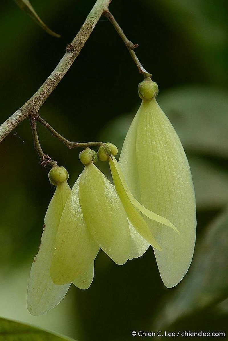 Hopea nervosa photo 2