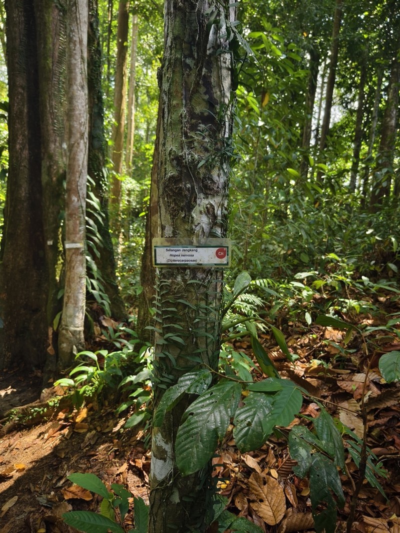 Hopea nervosa photo 4