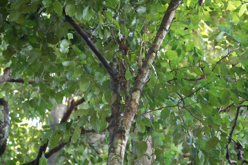 Hopea nervosa photo 5