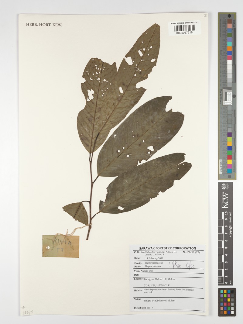 Hopea nervosa photo 6