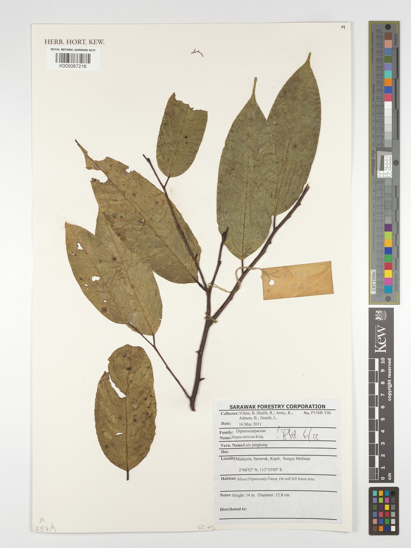 Hopea nervosa photo 7