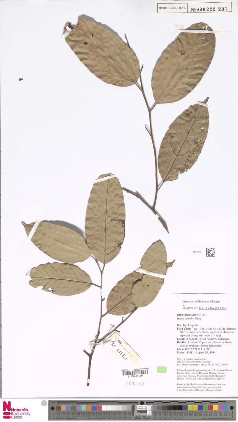 Hopea nervosa photo 8