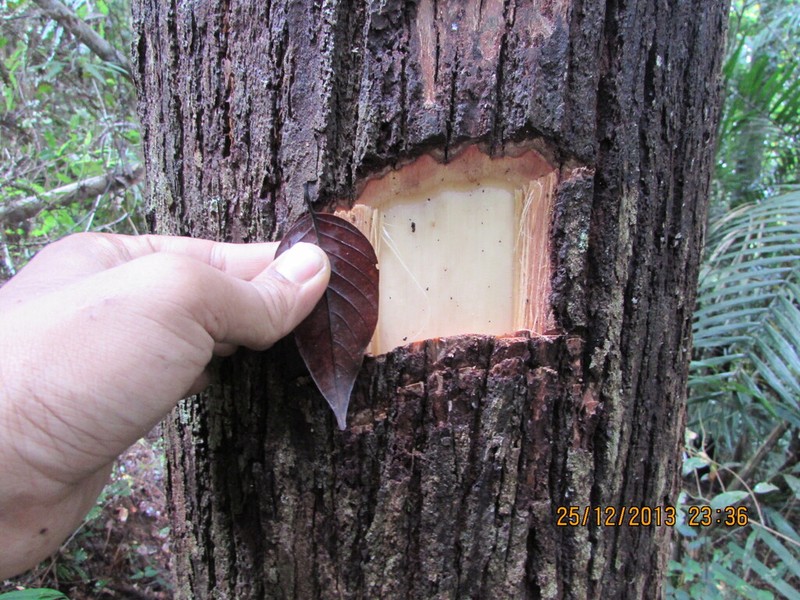 Hopea nigra