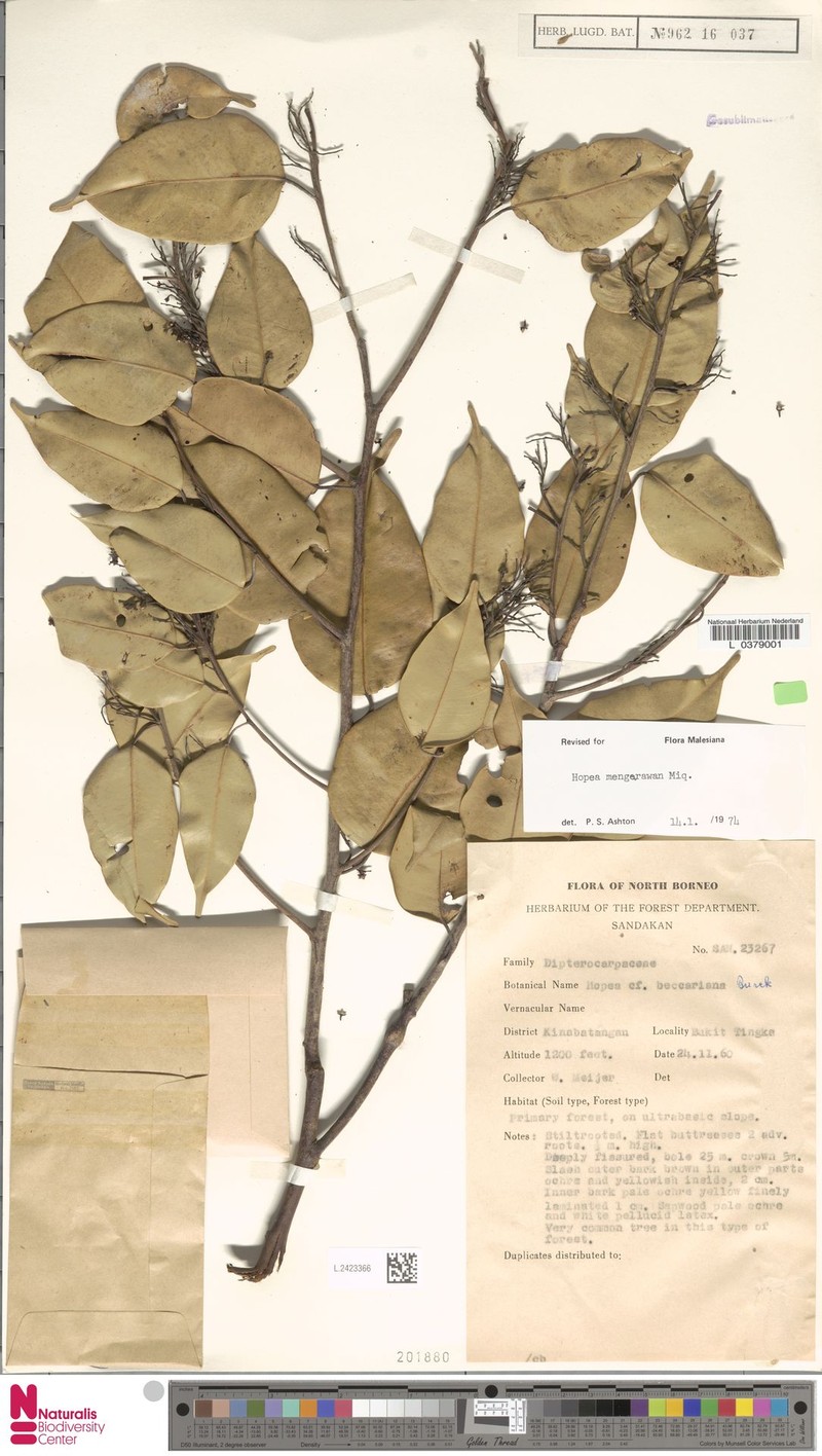 Hopea nigra photo 2