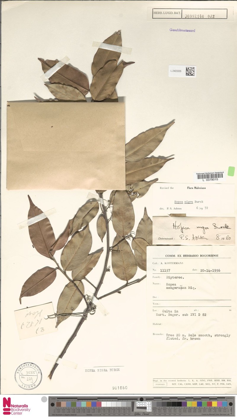 Hopea nigra photo 3