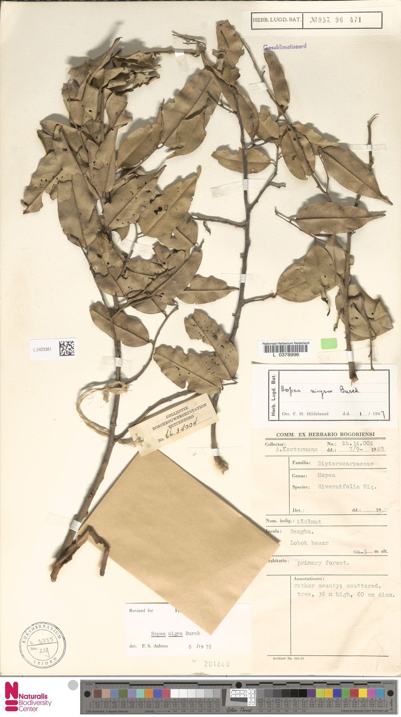 Hopea nigra photo 5