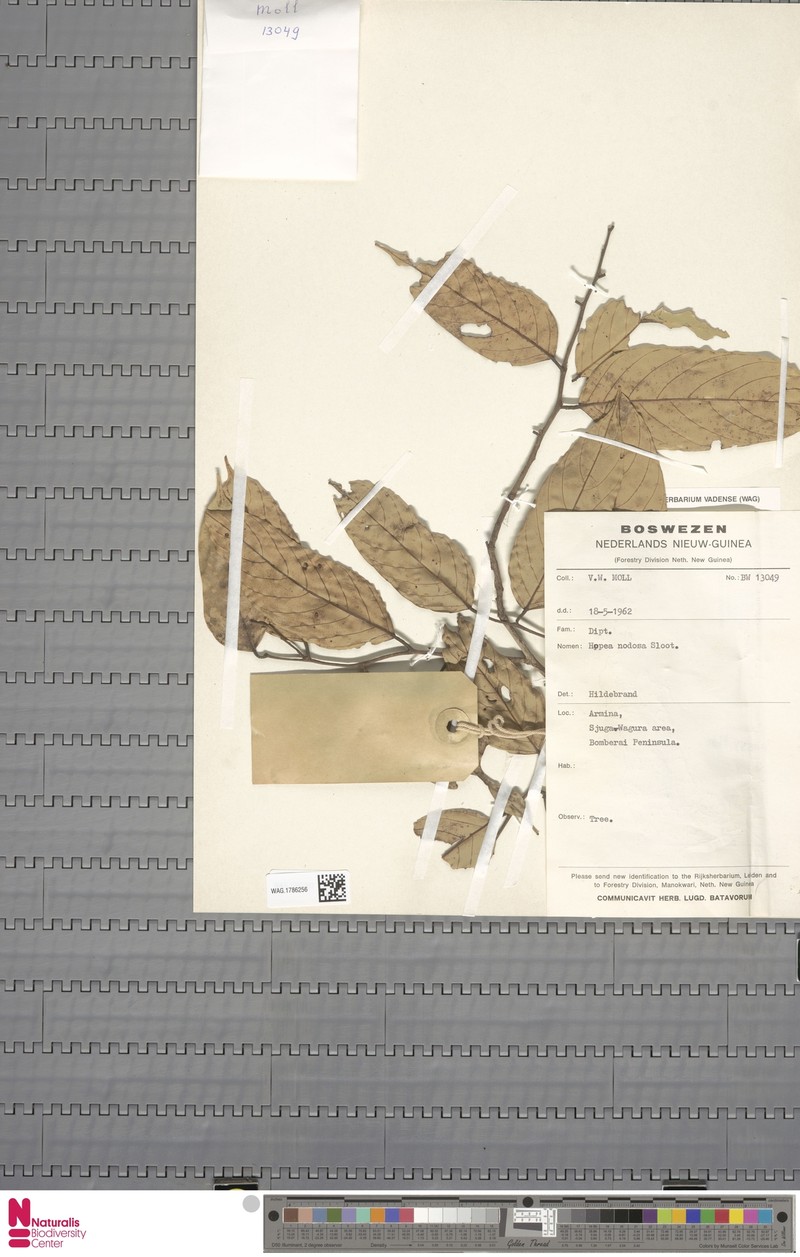 Hopea nodosa photo 4