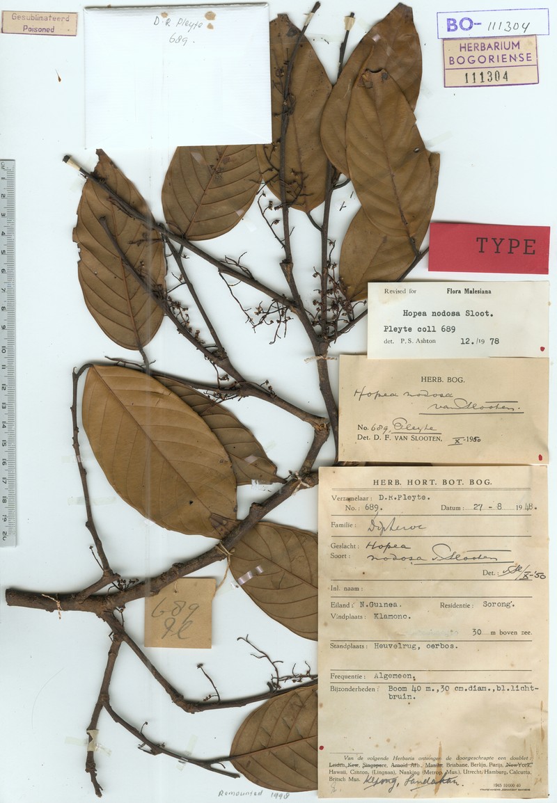 Hopea nodosa photo 5