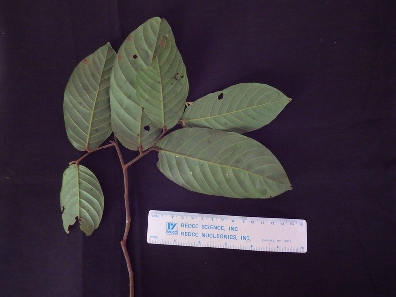 Hopea novoguineensis