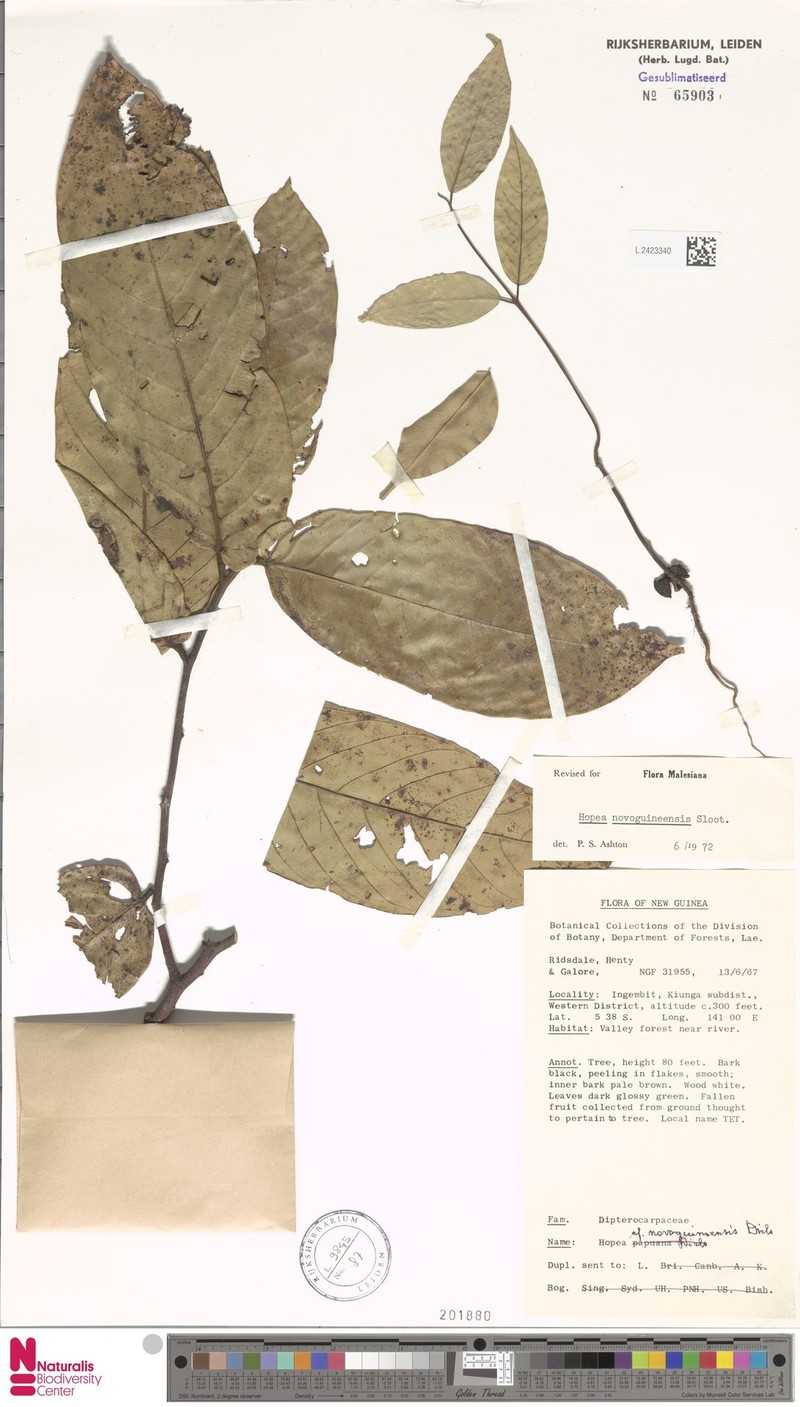 Hopea novoguineensis photo 3