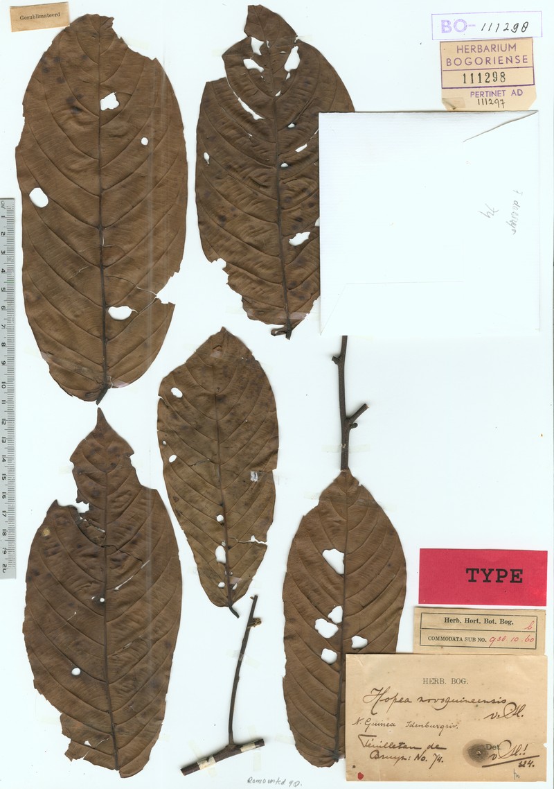 Hopea novoguineensis photo 5