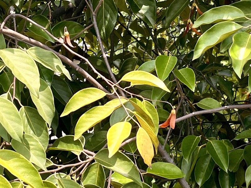 Hopea nutans photo 2
