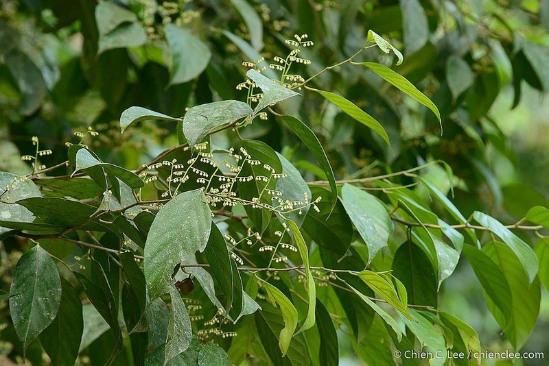 Hopea nutans photo 4