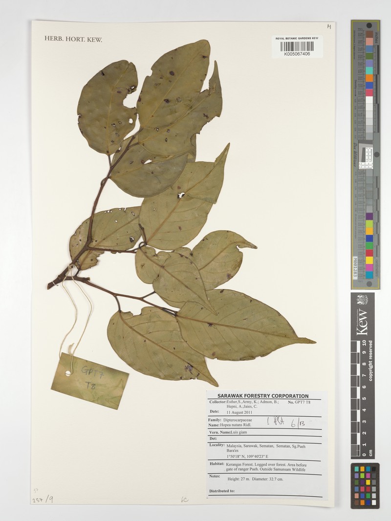Hopea nutans photo 6
