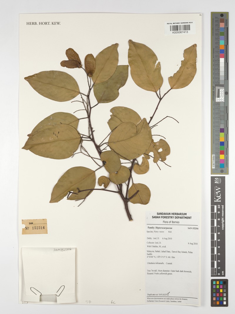 Hopea nutans photo 7