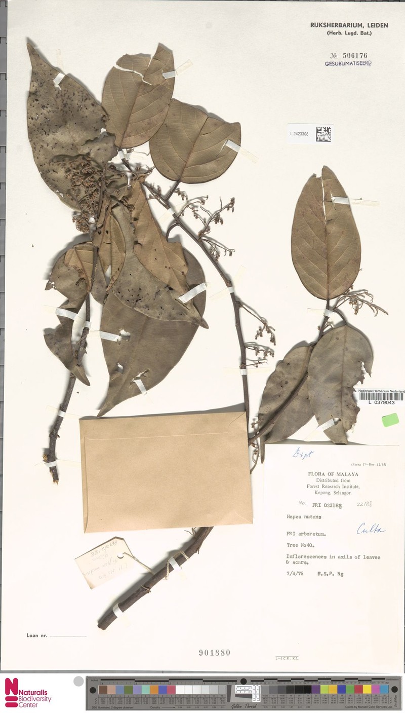 Hopea nutans photo 8