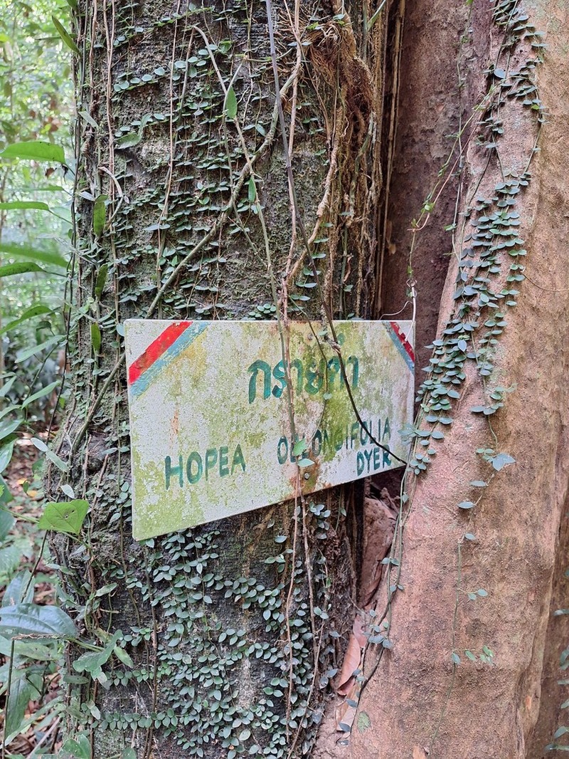 Hopea oblongifolia