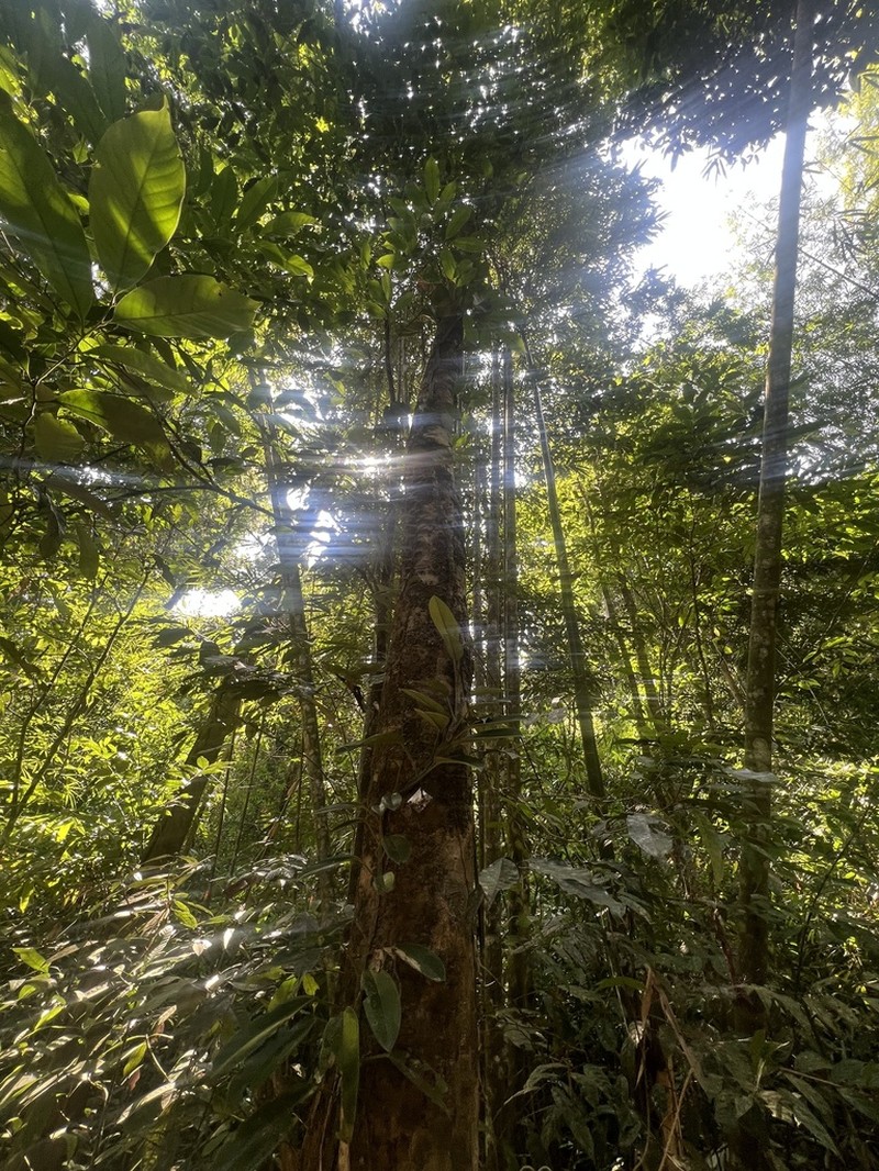 Hopea oblongifolia photo 2